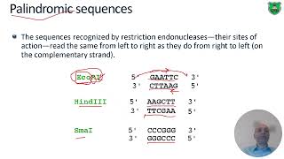 Restriction Endonucleases And Rflp