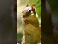 Cute Little Chipmunk Paws | Милый БУРУНДУК #chipmunk #cute #little #groundsquirrel #cuteanimals