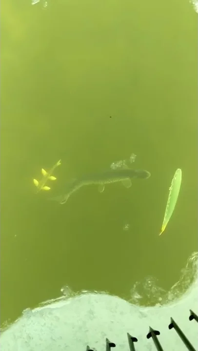Hungry pike