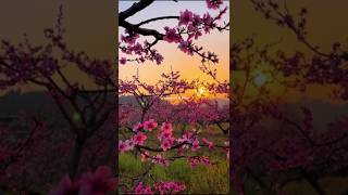Love story song 💫🥰❤️....