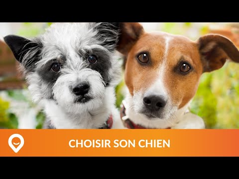 Vidéo: Le Guide Complet Pour Adopter Un Petit Animal
