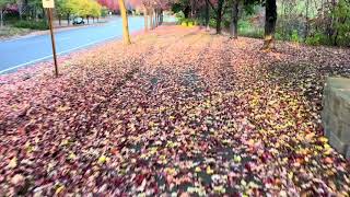 Fall Color 2025-1