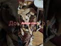 ДворНяшки.#собаки #помощьбездомным #животные #приютдляживотных #сбер 89170094576