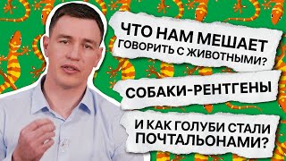 Почему Пингвины Не Летают? Кандидат Ветеринарных Наук Дмитрий Гильдиков / А Почему?