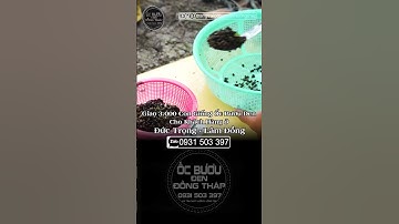 Giao 2000 con cho khách ở Đức Trọng - Lâm Đồng | ốc bươu đen | ốc giống | ốc lác | ốc bươu đồng tháp