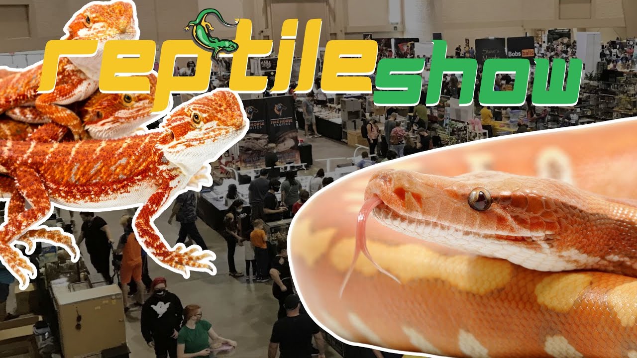 MorphMarket, Desert Ghost & Reptile Shows Reptiles With Repticon Atlanta S04EP46 (REPTILE