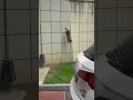 Funny video #trending #funny #dontlaught #funnyanimal #animals