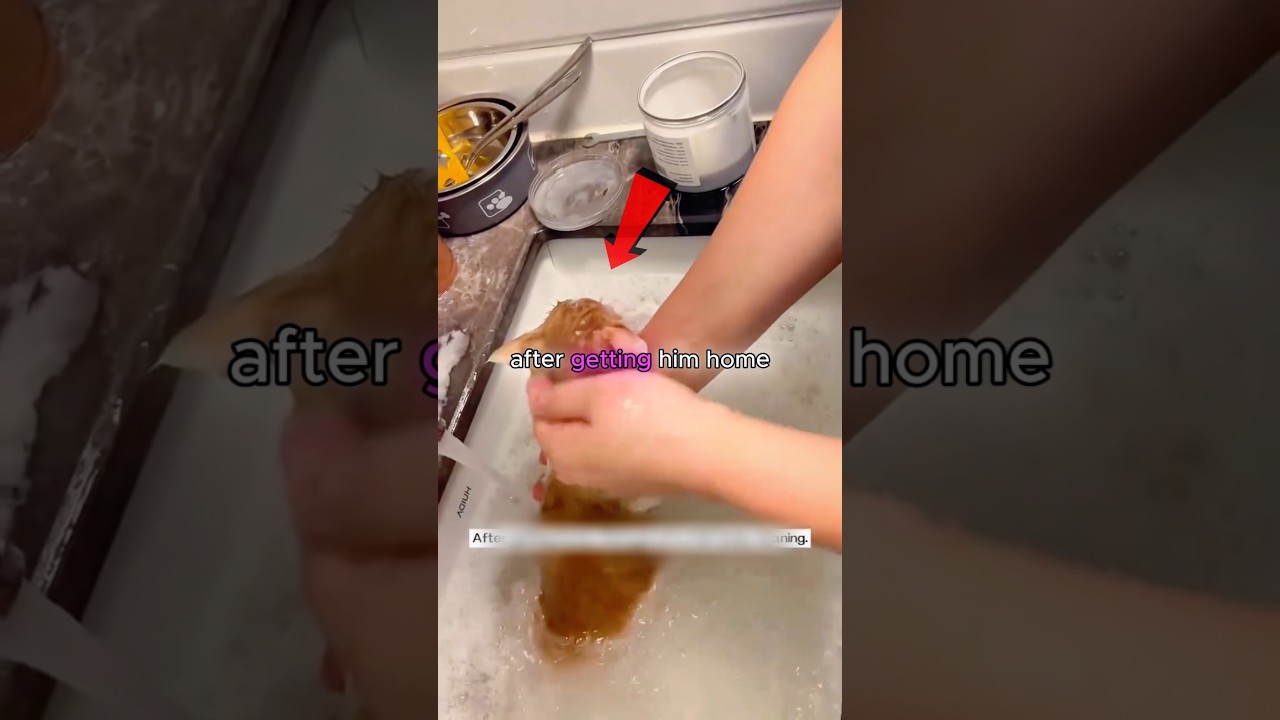 Бездомный котенок стал любимой кошкой 🐱❤️