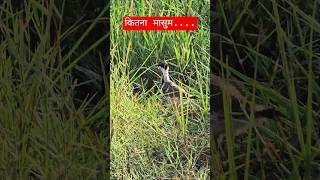 wildlife#birdphotography #ytshorts