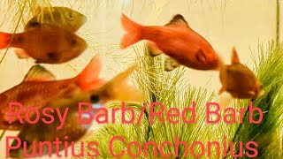 Rosy Barbs: One of the Hardiest Tropical Fish. Species Profile: Everything you Need to Know