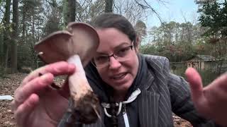 Download Lagu Blewit mushroom basics in 5 minutes: How to identify edible Clitocybe nuda / Lepista nuda mushrooms MP3