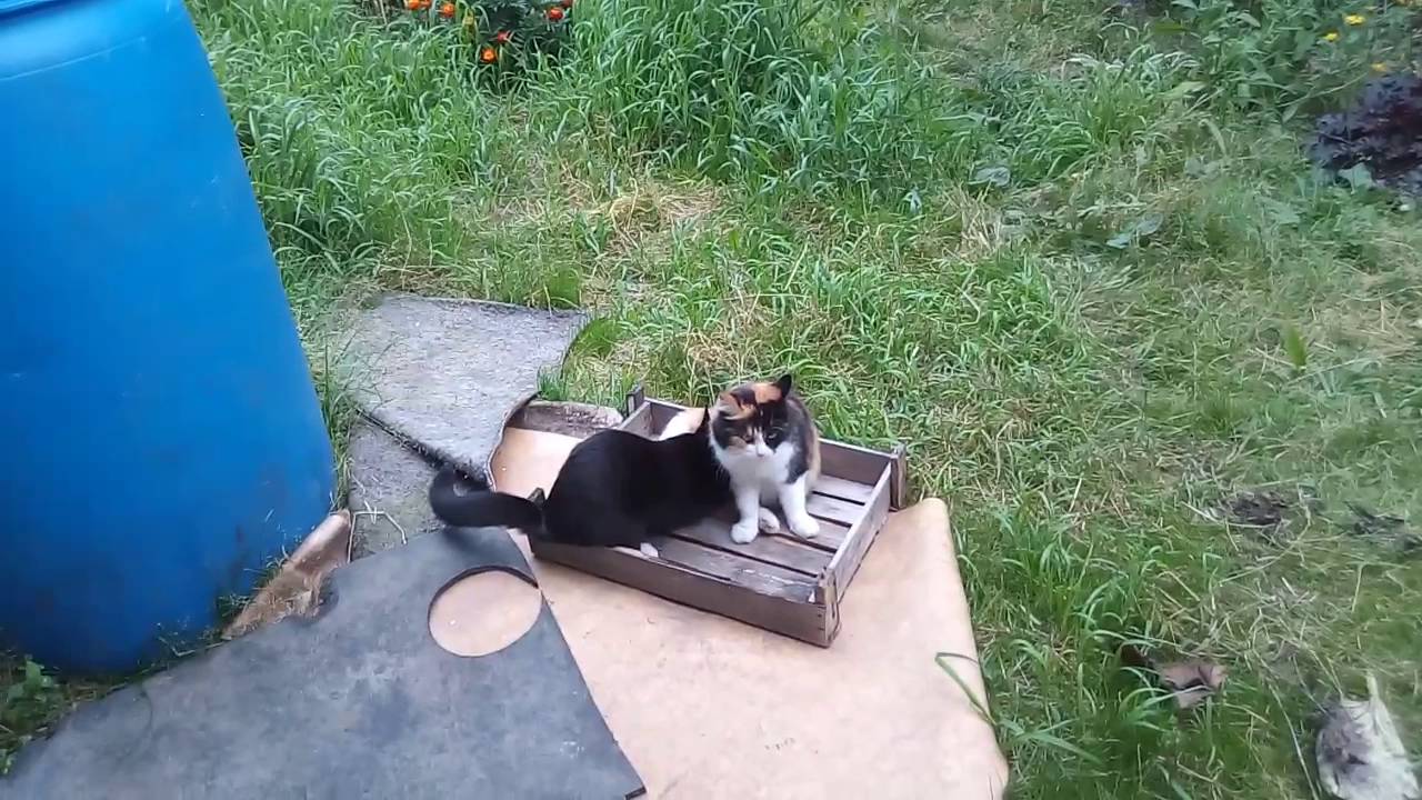 Необычный обед у взрослого кота! - YouTube