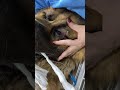 مين شاف فيديو روتيني الصباحي مع حيواناتي مين شاف فيديو روتيني الصباحي مع حيواناتي