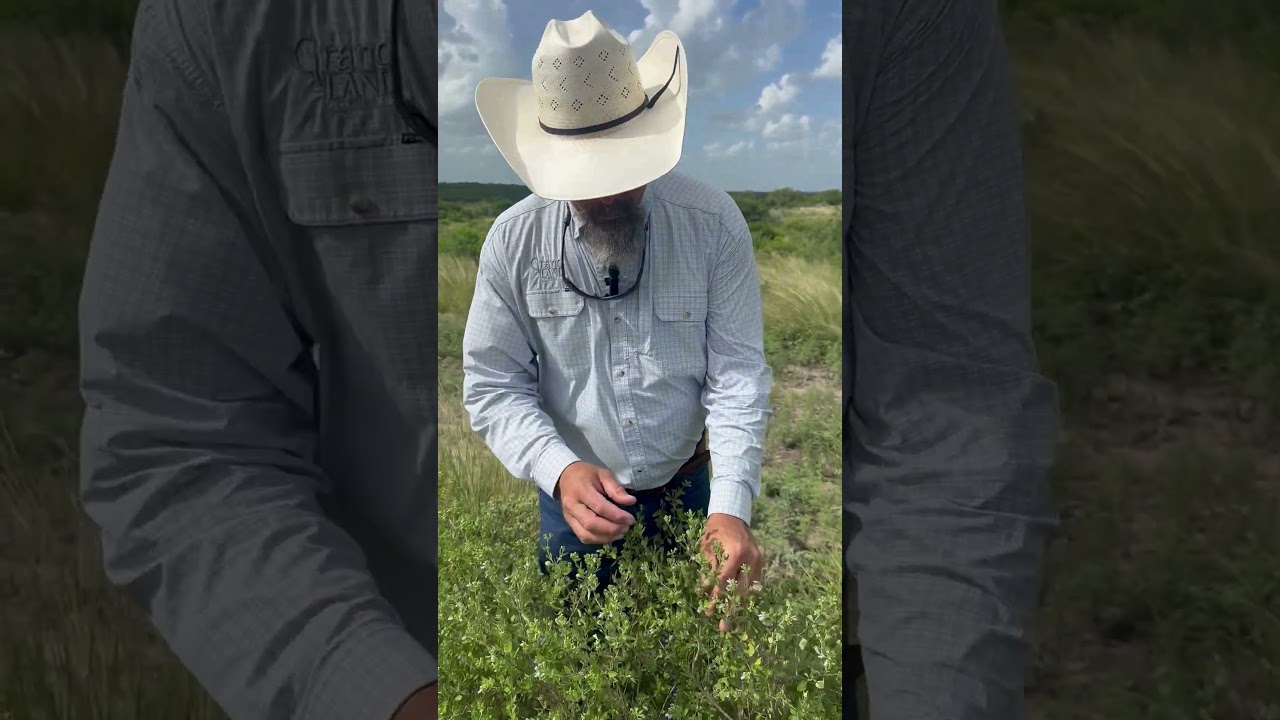 What's That? Shrubby Blue Sage