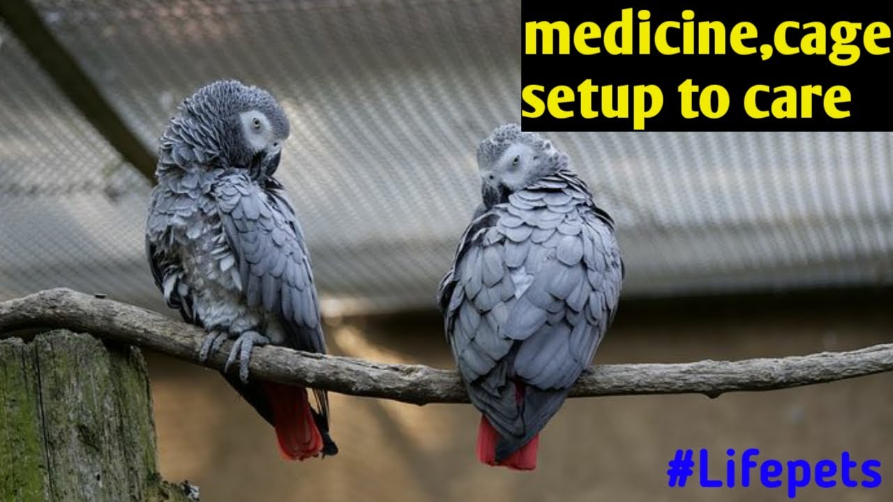 African Grey Parrot full complete information in Hindi /#lifepets #