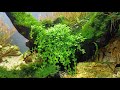 Planted aquarium 60/35/35