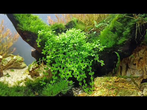 Planted aquarium 60/35/35