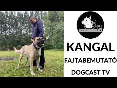 Videó: Ausztrál bulldog