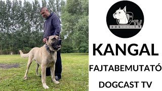 A Kangal kutyafajta fajtabemutató!  DogCast TV
