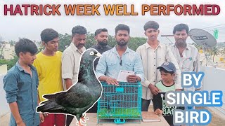 HATRICK WEEK WELL PERFORMED BY SINGLE BIRD | #birds #pigeon #tournament | @NSBIRDS24