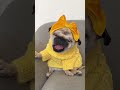 My pug’s chaotic 30 second trailer 🎬 Too funny 😂 #dog #pug #short #funnydog