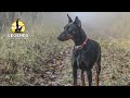 Doberman Pinscher: Training Obedience