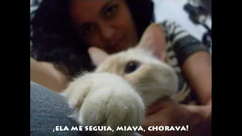 Watch the video about Siamese Red Point (Flame point), Dara