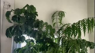 SIKNI ENG BORUAK HNUAIAH HOUSE PLANTS THLIR KUAL LAWK ANG