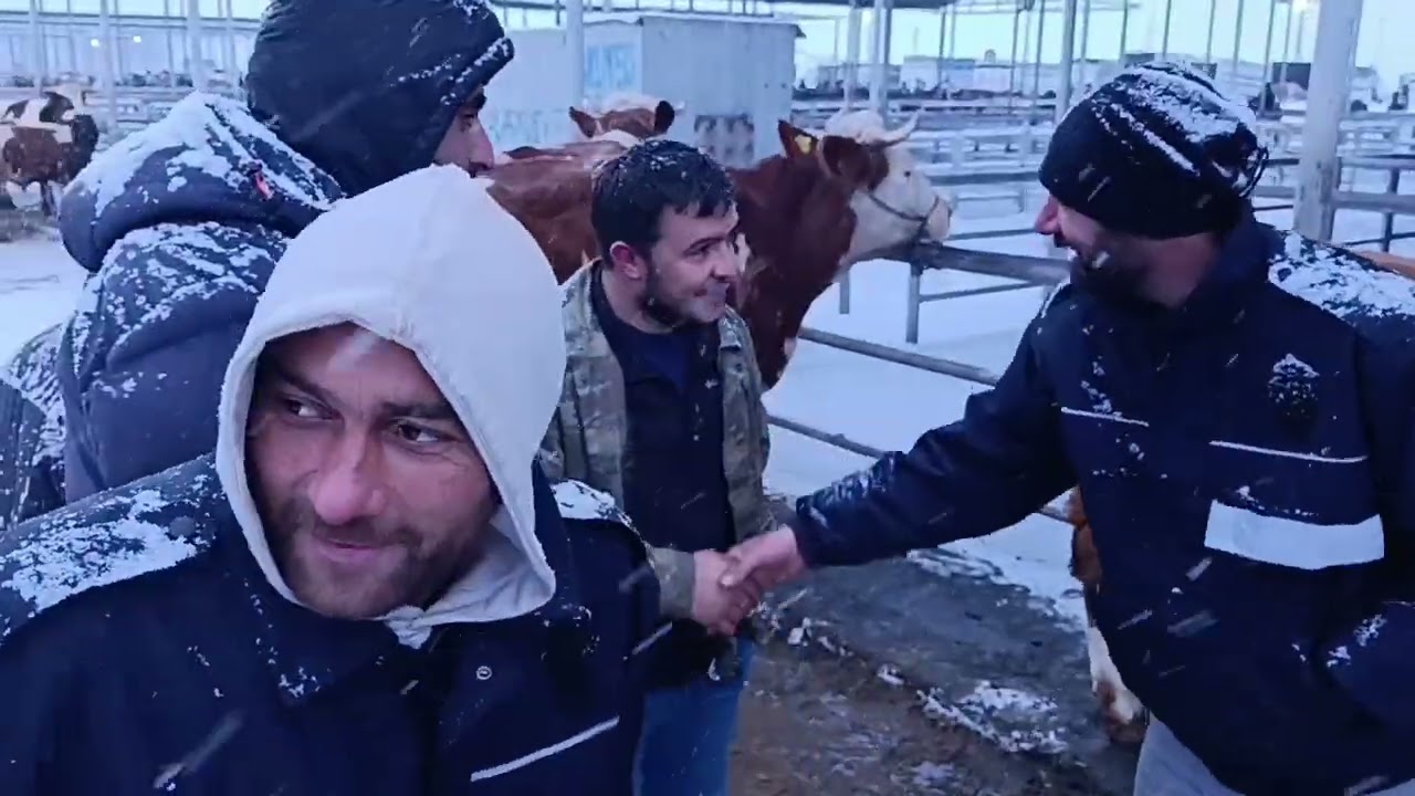 28. Şubat. 2026 SİVAS ŞARKIŞLA CANLI HAYVAN PAZARI .!!! PİYASA nın nabzı bizden sorulur 