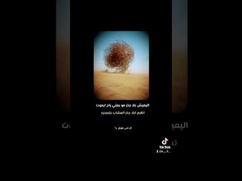 اليعيش بلا جذر مو يعني راح ايموت الشاعر علي كوكز الشعرالشعبي شعر اكسبلور رائد ابو فتيان