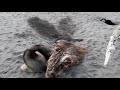 BFF: Fox and Cat play together on the beach