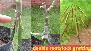 Grafting with double rootstock !! How to graft mango tree !! Mango Stone grafting #grafting