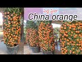 Big size china orange || Natural orange plant || Green life kadiam #trending