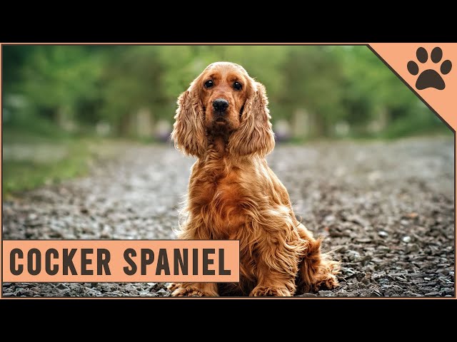 are cocker spaniels diggers