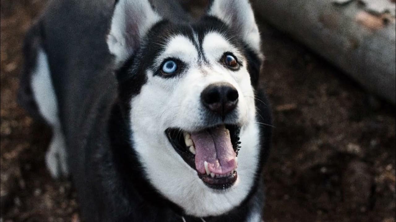 How to train Siberian Husky Dog YouTube