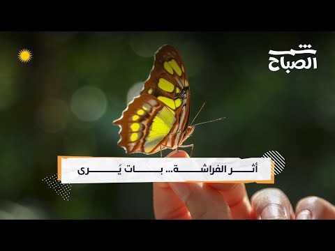 شمس الصباح فن تحنيط الفراشات بين الفن والعلم