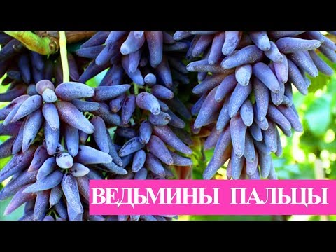 Виноград Ведьмины пальцы( Witch Fingers,Tear Drops, Funny finger, Хеллоуин виноград, Хэллоуин))