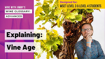 WSET Level 3 And WSET Level 4 (WSET Diploma) Explaining Wine Terminology: Vine Age (Young and Old)