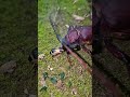 Bombardier beetle vs. longhorn beetle