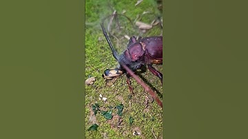 Bombardier beetle vs. longhorn beetle