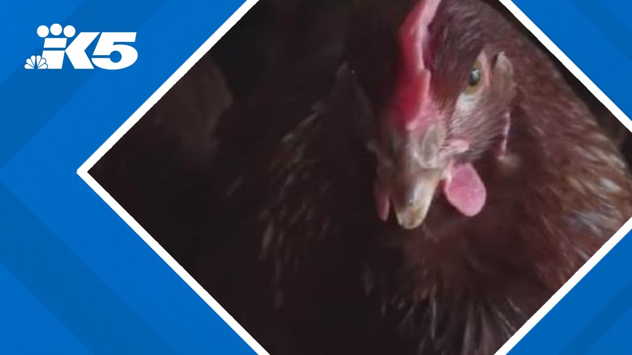 First suspected human case of avian influenza reported in Washington this year