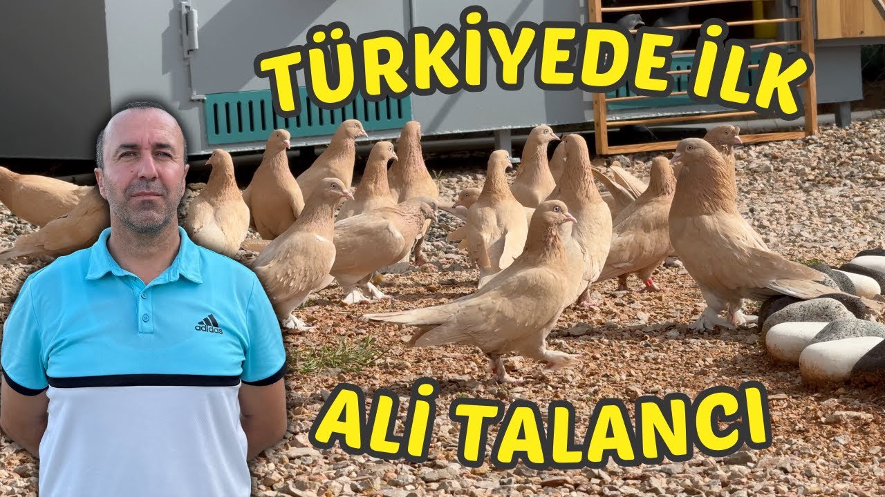 Nadir Bulunan Altın Sarısı Taklacı Güvercinler Ali Talancı Ankara
