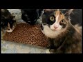 Adorable Calico and Tuxedo Kittens Having Breakfast with their Mom Loud Crunching Sounds ASMR