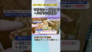 手を出すとかみつく恐れも･･･体長1m超えのヘビ「マラヤン・ブラッド・パイソン」脱走か