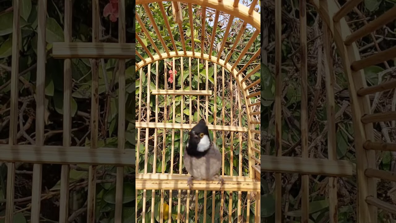 عندك بلبل اخرس خام وحشي قافل شغل المقطع بصوت ناصي وشاهد الفرق ندهات وطياريات لفتح البلابل ..🫡👌🔥💪