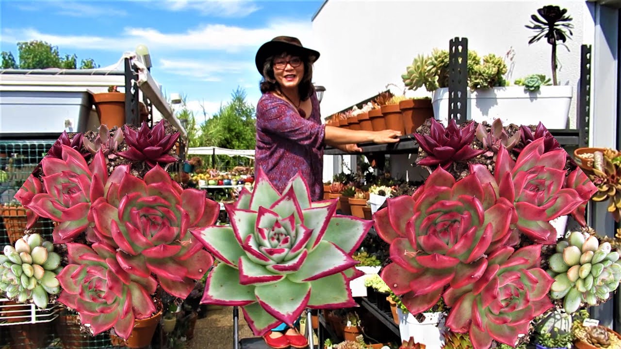 Have A Merry Succulent Christmas 2020 | Growing Succulents with LizK