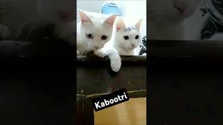 Kabootei#short feed#browser feature # kabootri tips