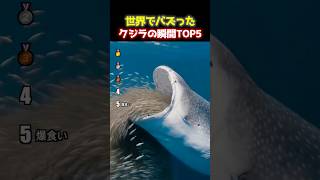 カメラが捉えたクジラの驚きの瞬間TOP5 🐋