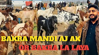 MANDRA MANDI / AJ MANDI SA 2 JANWR OR LAY LAYA / GOAT FARM / VILLAGE VLOG