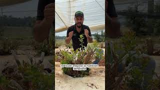 El inicio define el final de tu cultivo #agriculture #agricultura #campomexicano #cultivo